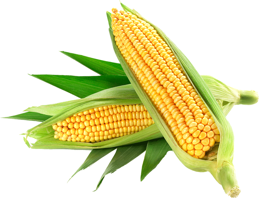 Corn | Only Organic